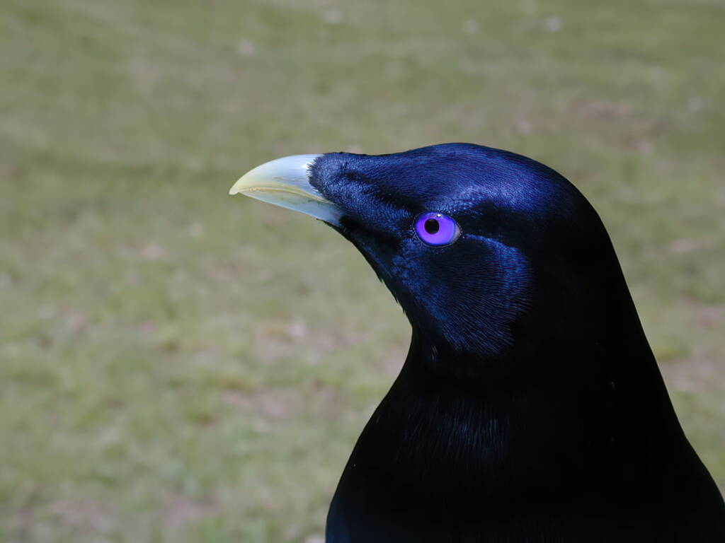 Bower of Satin Bowerbird (Ptilonorhynchus violaceus) © Marc Newman
