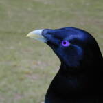 Male Satin Bowerbird (Ptilonorhynchus violaceus) © Marc Newman