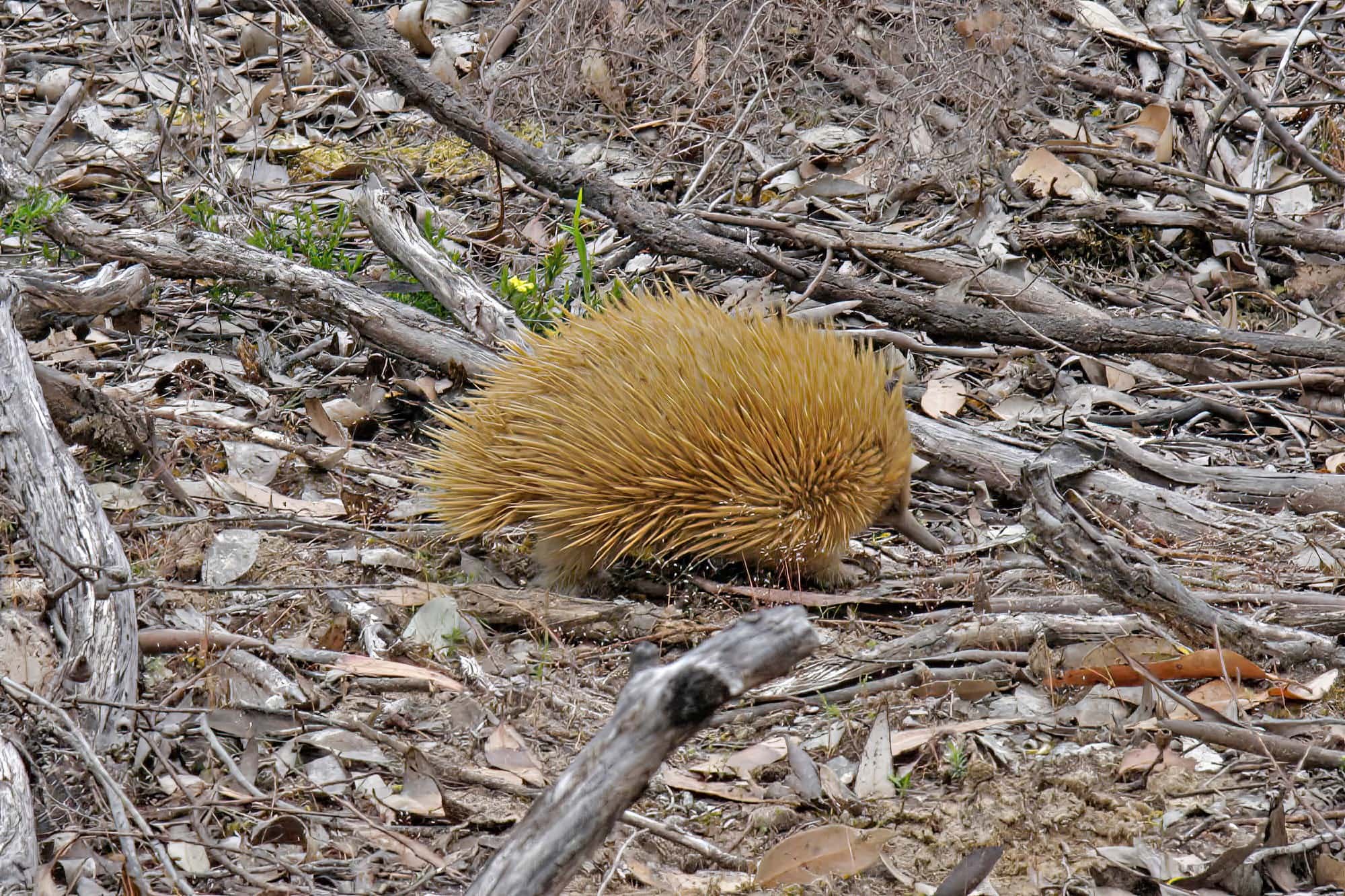Kangaroo Island Echidna (Tachyglossus aculeatus multiaculeatus), Kangaroo Island © Marc Newman