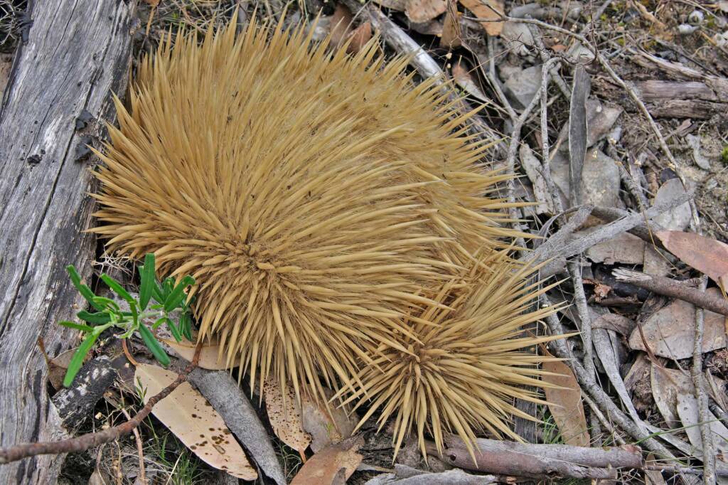 Kangaroo Island Echidna (Tachyglossus aculeatus multiaculeatus), Kangaroo Island © Marc Newman
