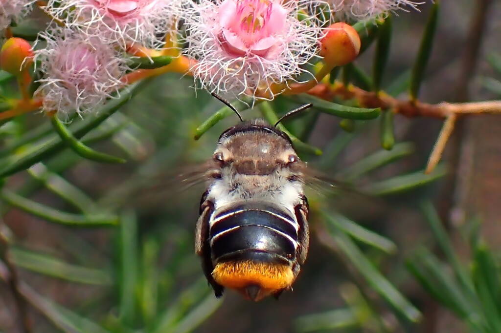 Stenotritidae albomarginatus hanging around the Verticordias, Geraldton, Midwest WA © Gary Taylor