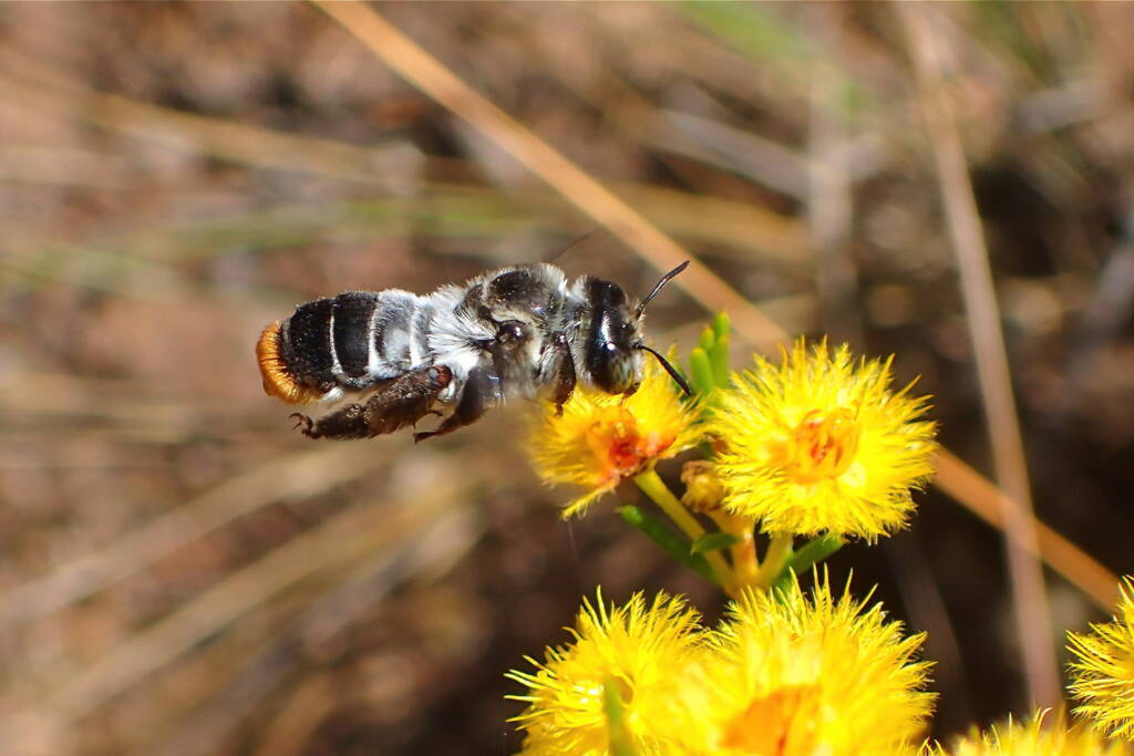 Stenotritidae albomarginatus hanging around the Verticordias, Geraldton, Midwest WA © Gary Taylor