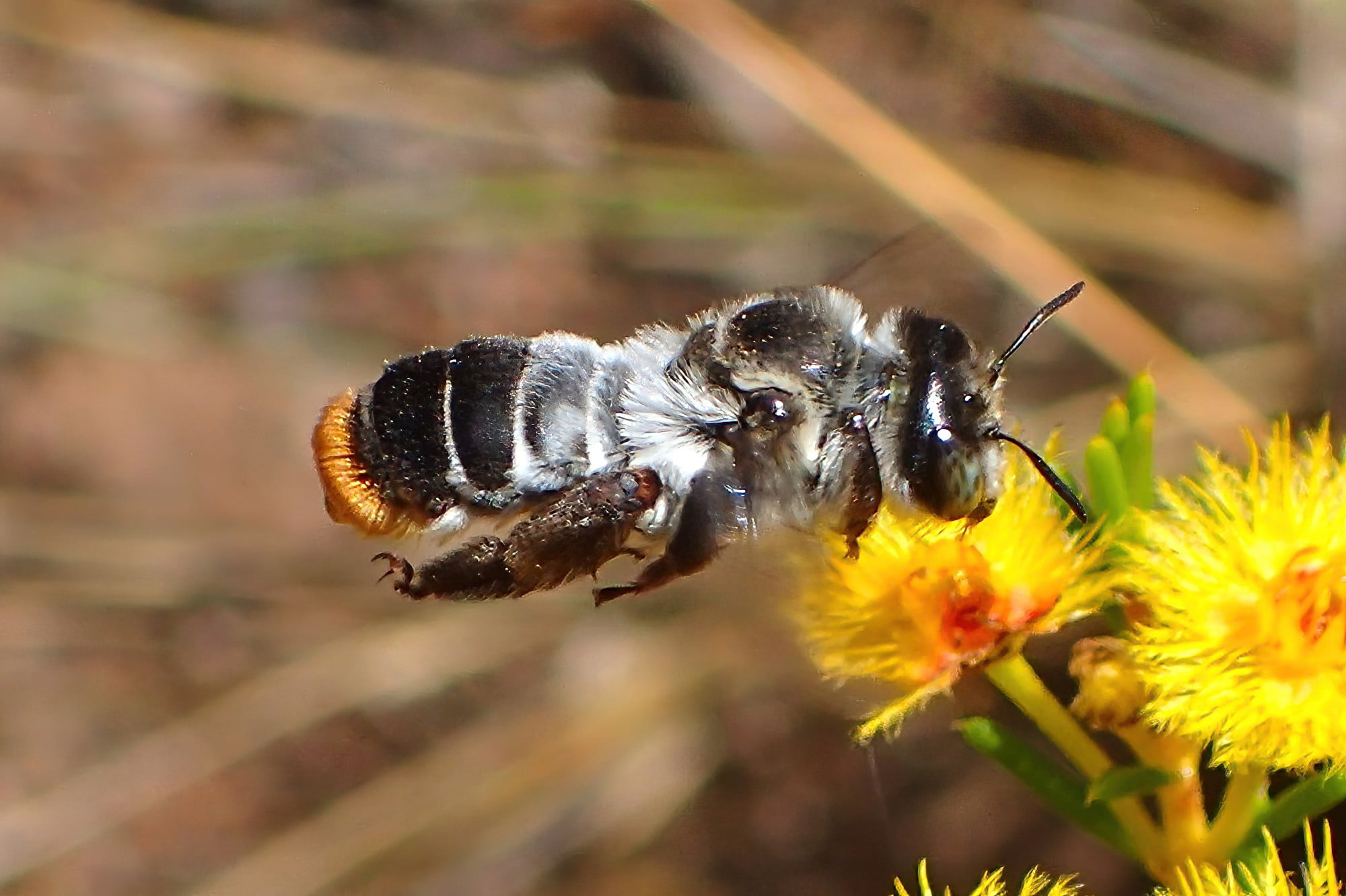 Stenotritidae albomarginatus hanging around the Verticordias, Geraldton, Midwest WA © Gary Taylor