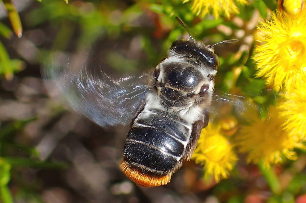 Stenotritidae albomarginatus hanging around the Verticordias, Geraldton, Midwest WA © Gary Taylor