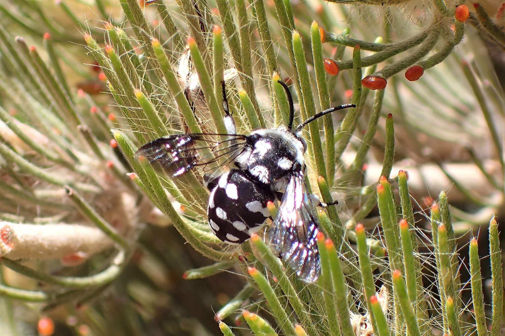Thyreus waroonensis under the Woolly Bush, Midwest WA © Gary Taylor