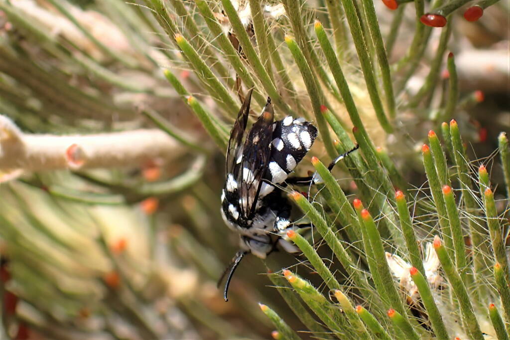 Thyreus waroonensis under the Woolly Bush, Midwest WA © Gary Taylor