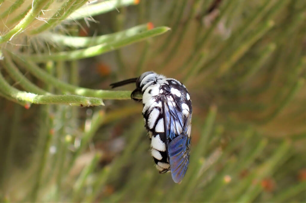 Thyreus waroonensis under the Woolly Bush, Midwest WA © Gary Taylor