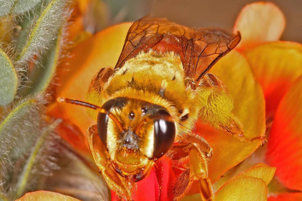 Trichocolletes (Callocolletes) pulcherrimus on Urodon dasyphylla, Coolgardie, WA © Marc Newman