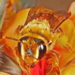 Trichocolletes (Callocolletes) pulcherrimus on Urodon dasyphylla, Coolgardie, WA © Marc Newman