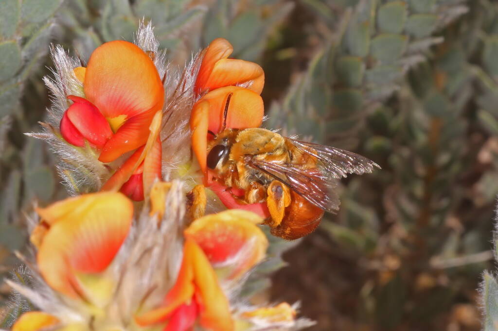 Trichocolletes (Callocolletes) pulcherrimus on Urodon dasyphylla, Coolgardie, WA © Marc Newman