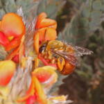 Trichocolletes (Callocolletes) pulcherrimus on Urodon dasyphylla, Coolgardie, WA © Marc Newman