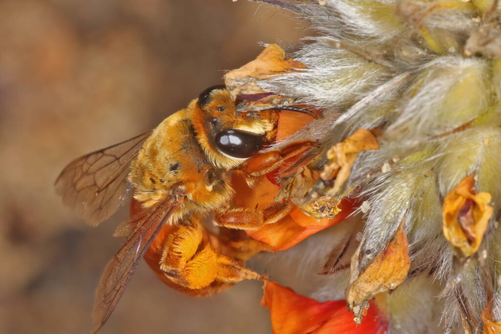 Trichocolletes (Callocolletes) pulcherrimus on Urodon dasyphylla, Coolgardie, WA © Marc Newman