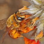 Trichocolletes (Callocolletes) pulcherrimus on Urodon dasyphylla, Coolgardie, WA © Marc Newman