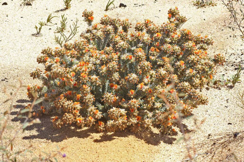 Urodon dasyphylla, Coolgardie, WA © Marc Newman