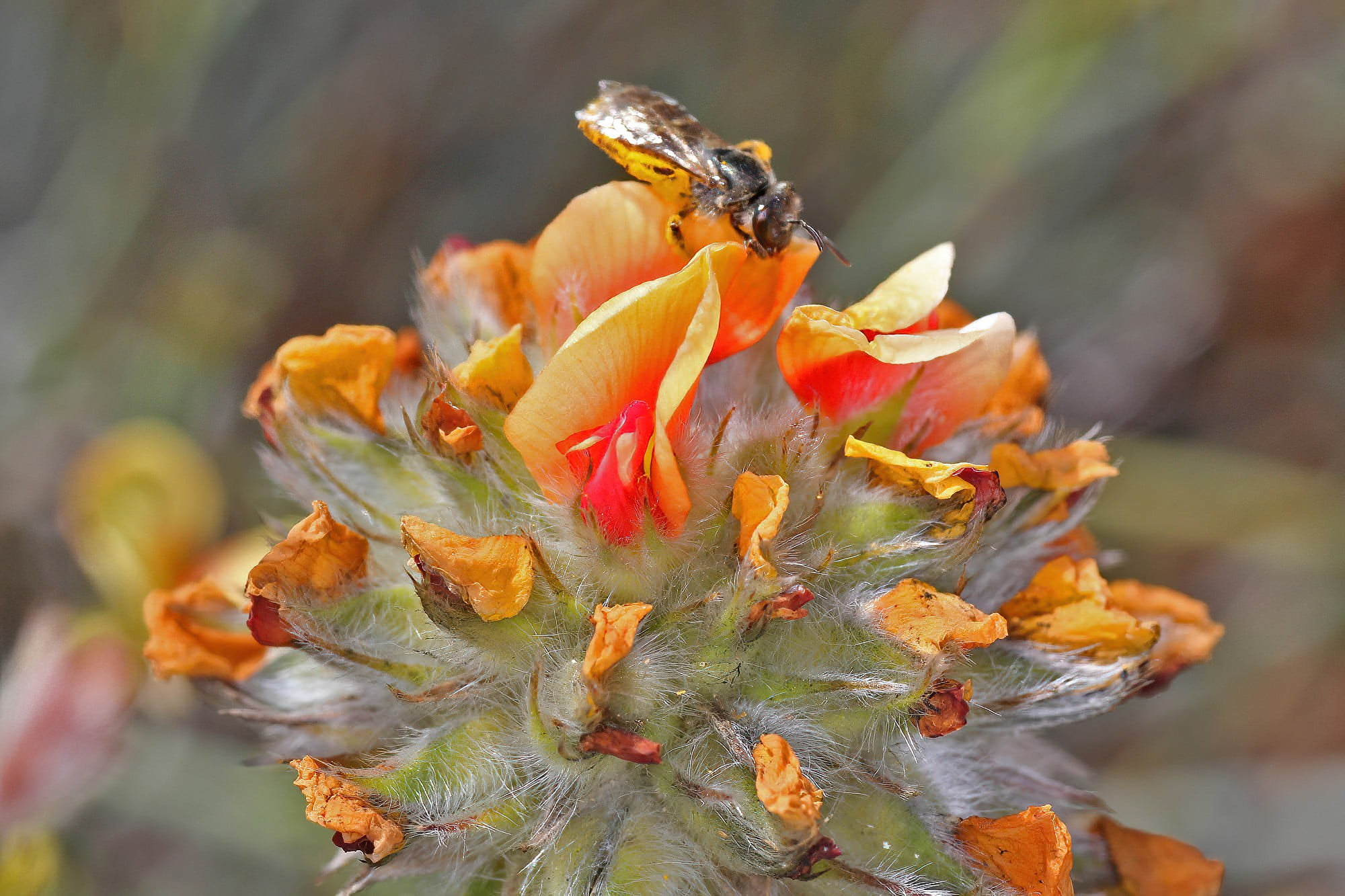 Urodon dasyphylla, Coolgardie, WA © Marc Newman