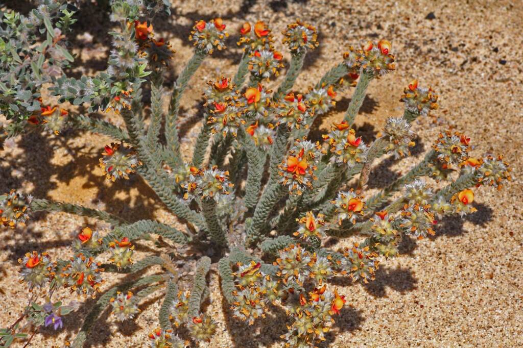 Urodon dasyphylla, Coolgardie, WA © Marc Newman