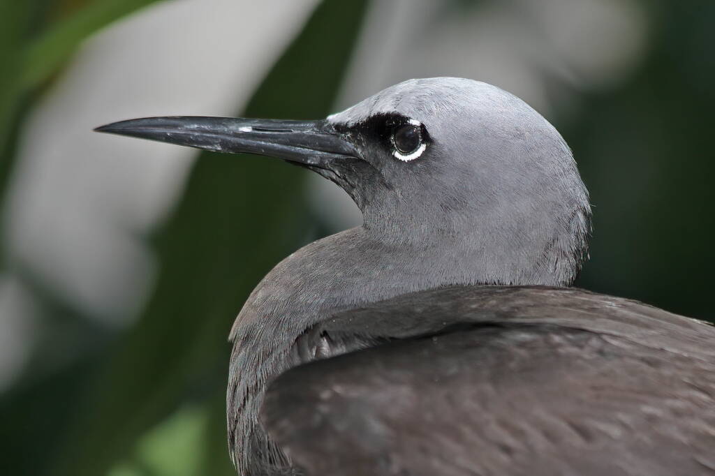 White-capped Noddy, also known as the Black Noddy (Anous minutus), Lady Elliot Island © Marc Newman
