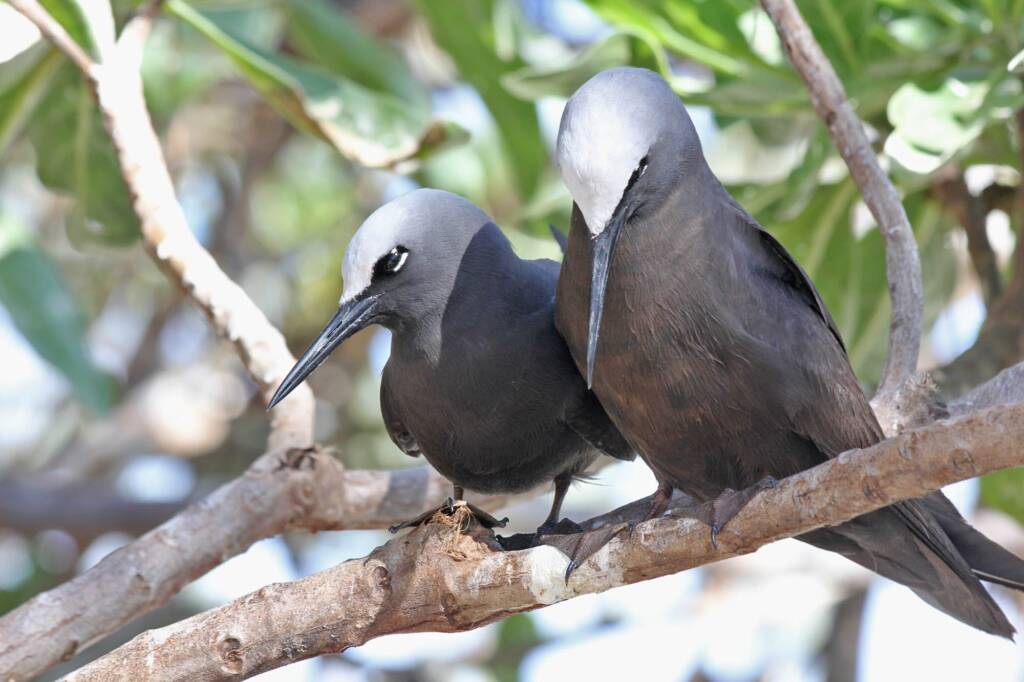 White-capped Noddy, also known as the Black Noddy (Anous minutus), Lady Elliot Island © Marc Newman