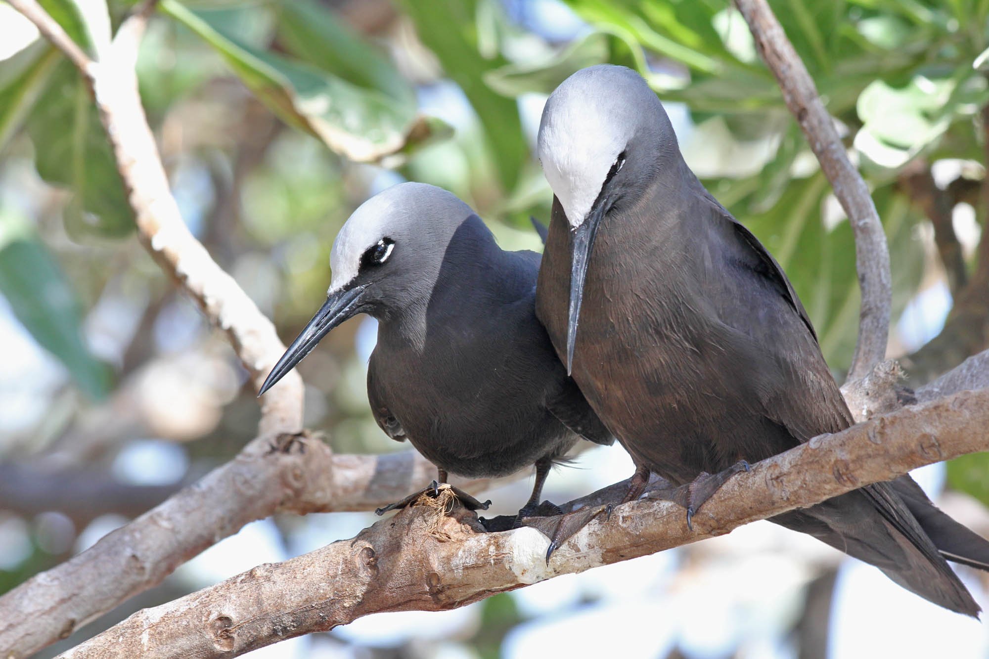 White-capped Noddy, also known as the Black Noddy (Anous minutus), Lady Elliot Island © Marc Newman