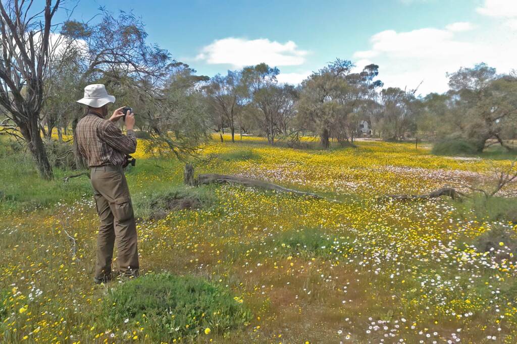 Wildflowers and bees on GoBeeWA 2014, Mullewa, WA © Marc Newman