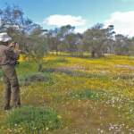 Wildflowers and bees on GoBeeWA 2014, Mullewa, WA © Marc Newman