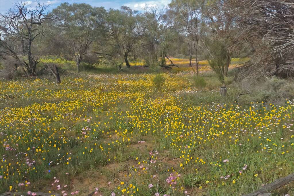 Wildflowers and bees on GoBeeWA 2014, Mullewa, WA © Marc Newman