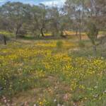Wildflowers and bees on GoBeeWA 2014, Mullewa, WA © Marc Newman