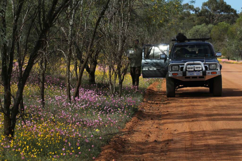 Wildflowers and bees on GoBeeWA 2014, Mullewa, WA © Marc Newman