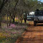Wildflowers and bees on GoBeeWA 2014, Mullewa, WA © Marc Newman