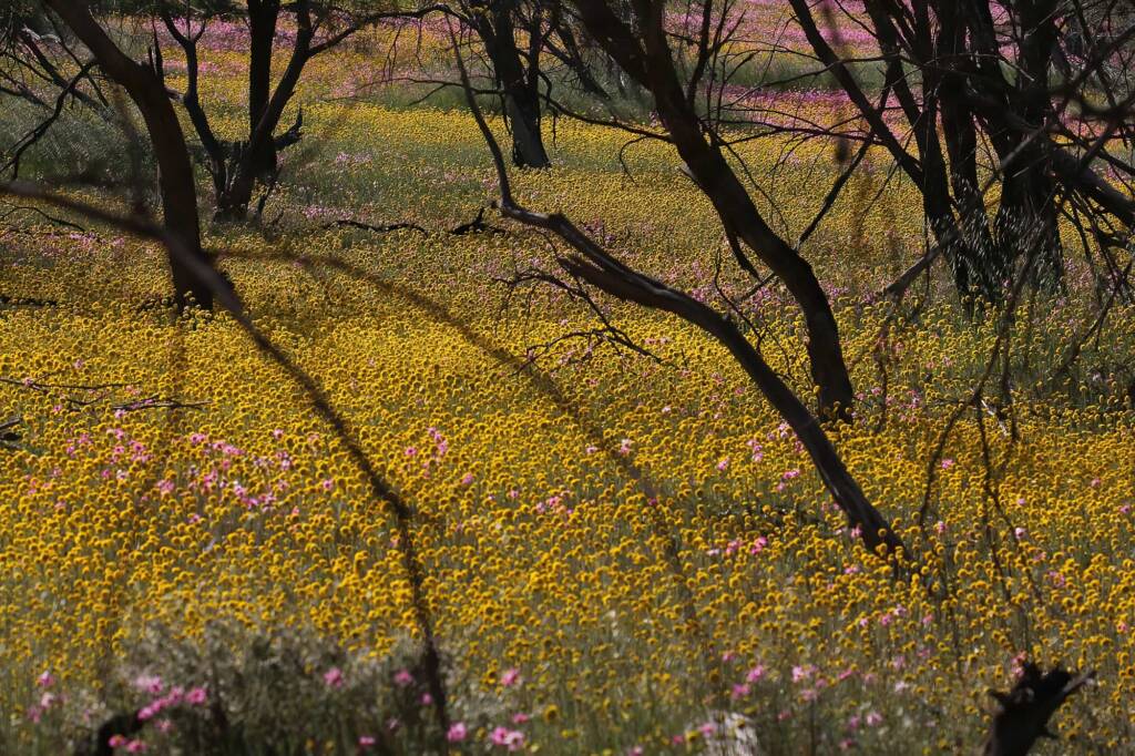 Wildflowers and bees on GoBeeWA 2014, Mullewa, WA © Marc Newman