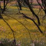 Wildflowers and bees on GoBeeWA 2014, Mullewa, WA © Marc Newman