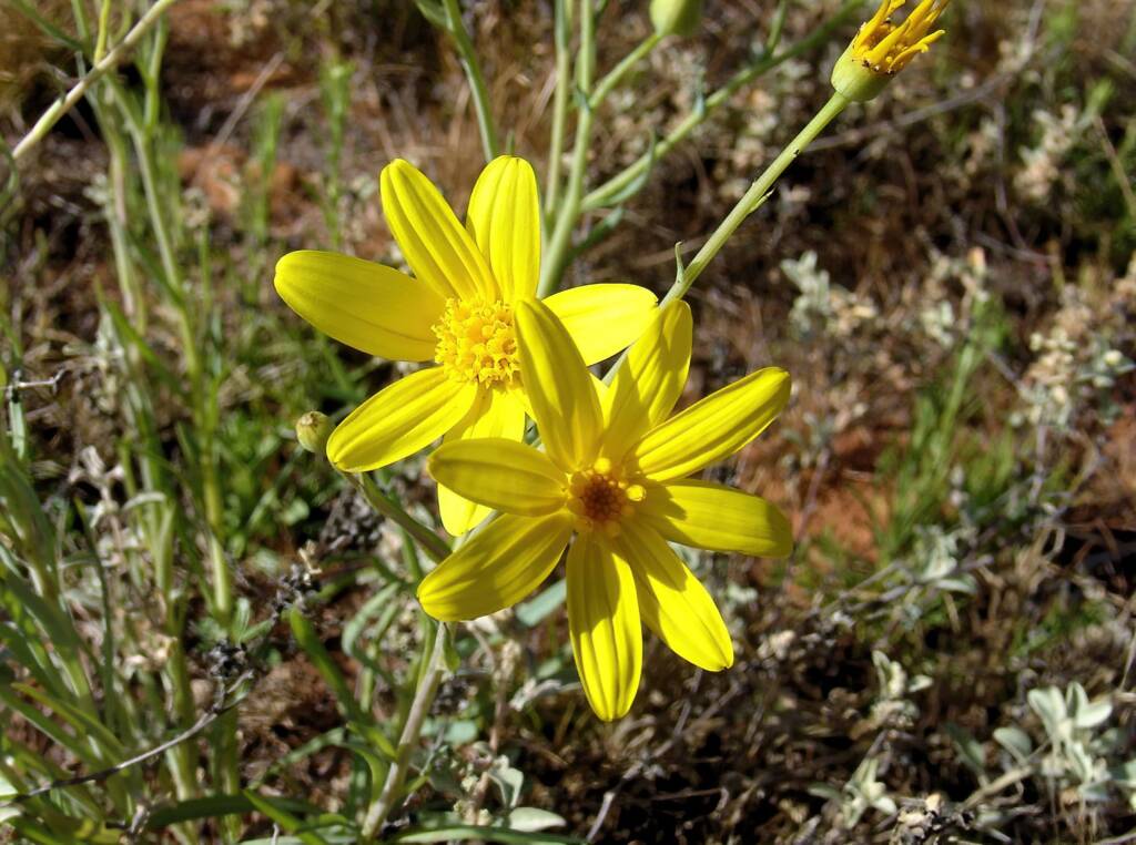 Annual Yellowtop (Senecio gregorii), Ilparpa Claypans, Alice Springs NT