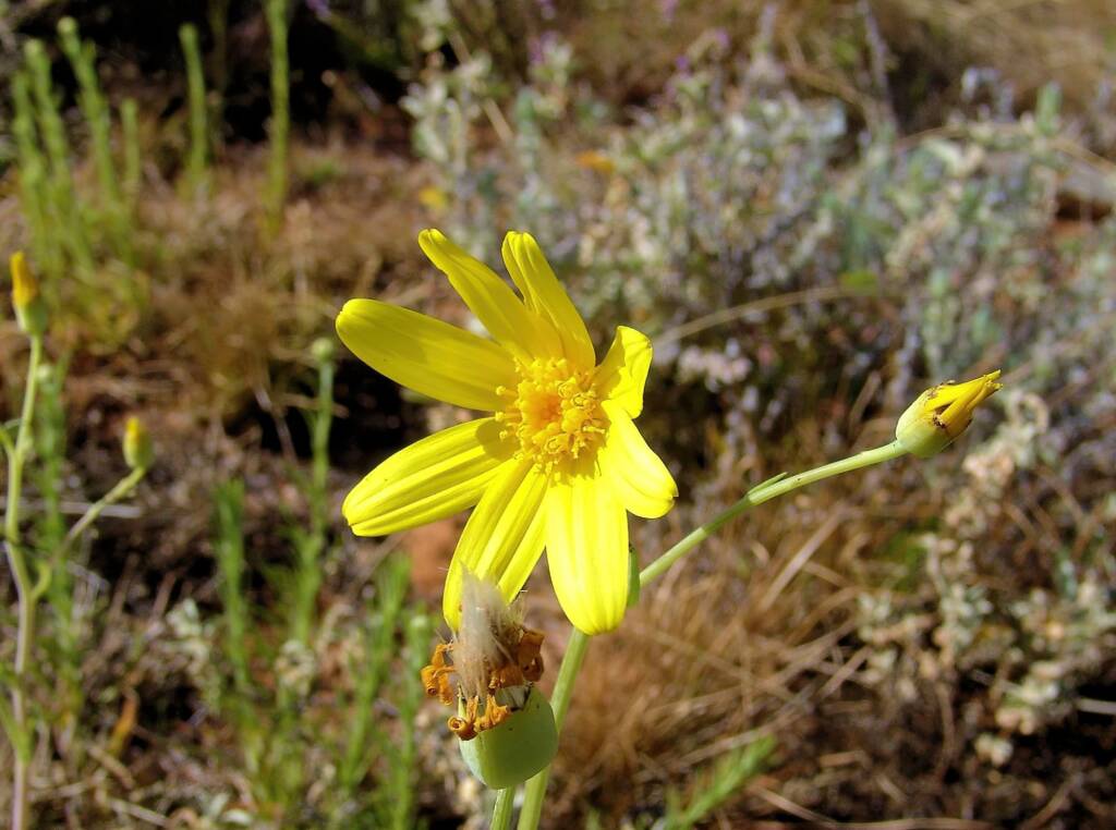 Annual Yellowtop (Senecio gregorii), Ilparpa Claypans, Alice Springs NT
