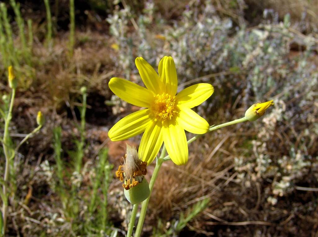 Annual Yellowtop (Senecio gregorii), Ilparpa Claypans, Alice Springs NT