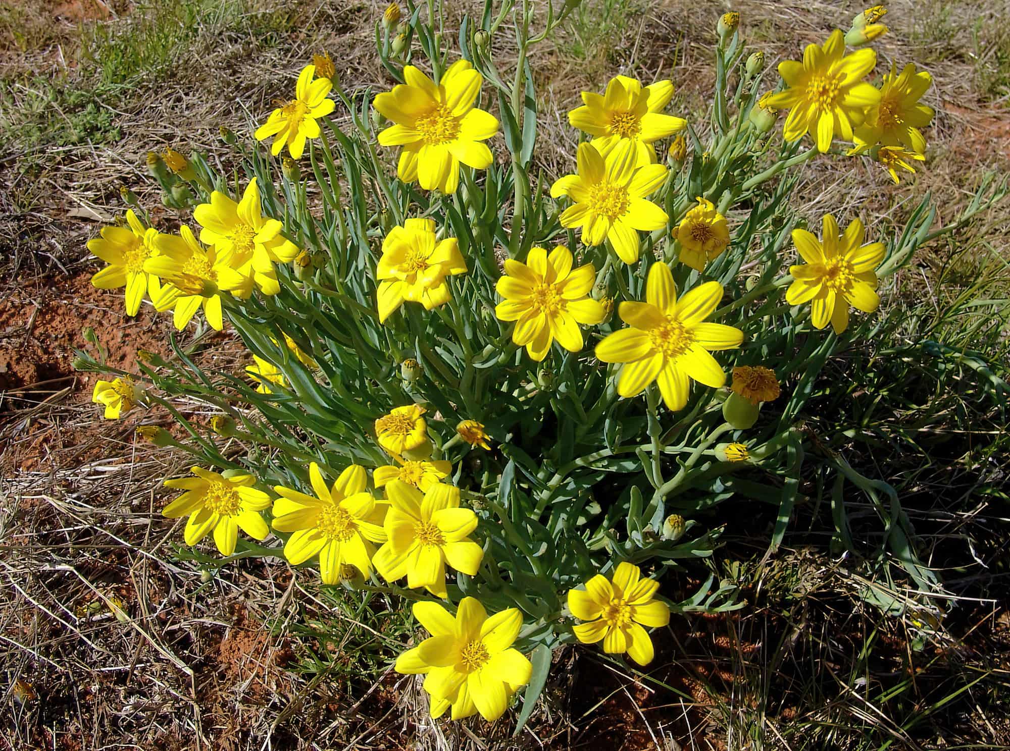 Annual Yellowtop (Senecio gregorii), Ilparpa Claypans, Alice Springs NT