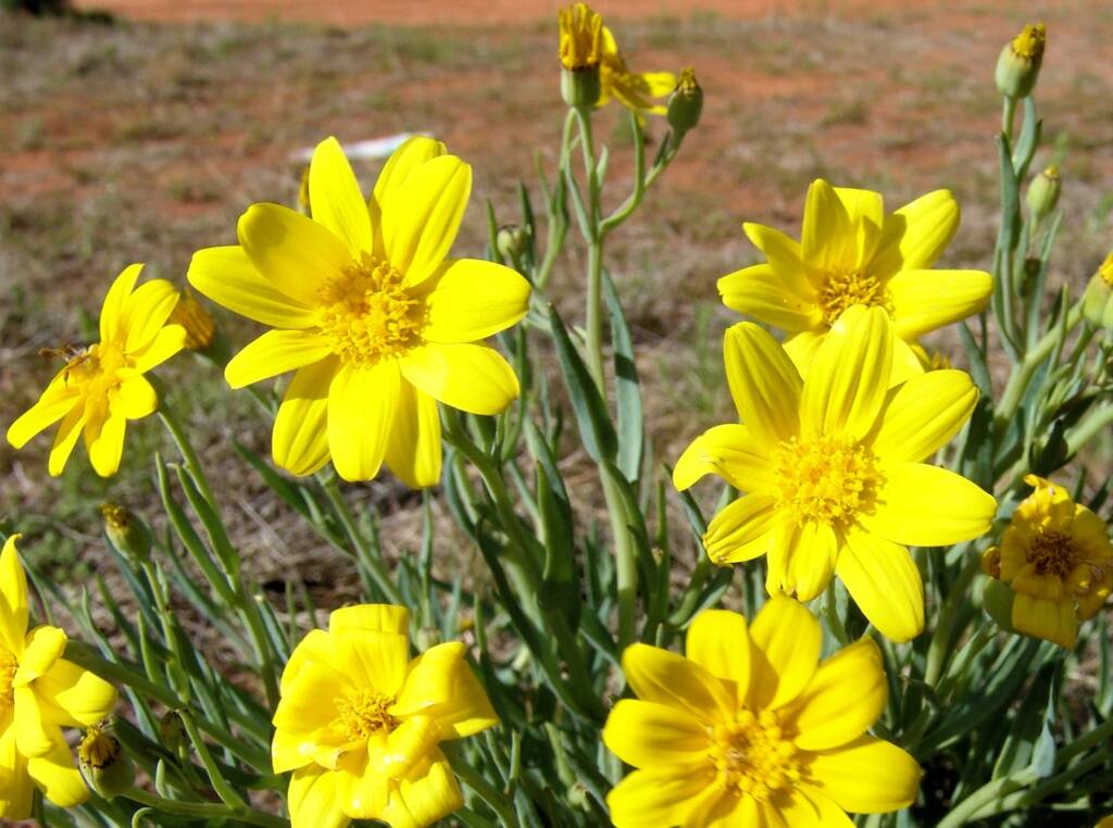 Annual Yellowtop (Senecio gregorii), Ilparpa Claypans, Alice Springs NT