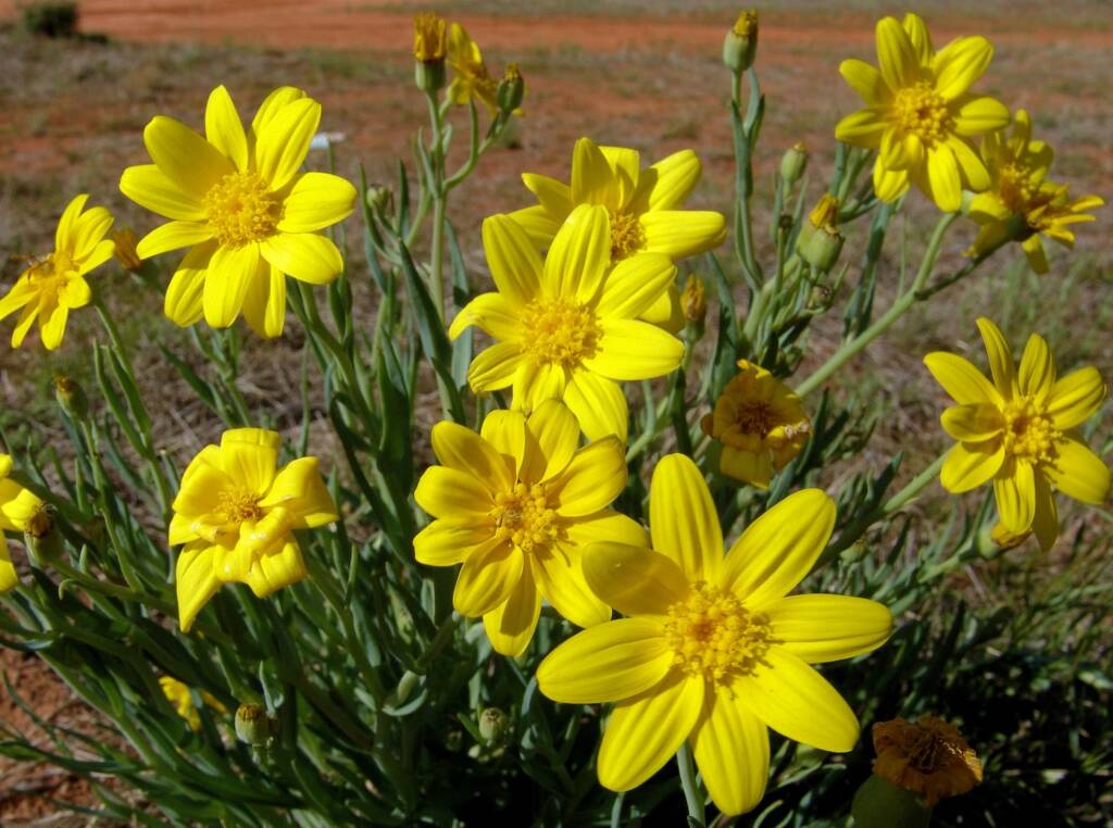 Annual Yellowtop (Senecio gregorii), Ilparpa Claypans, Alice Springs NT