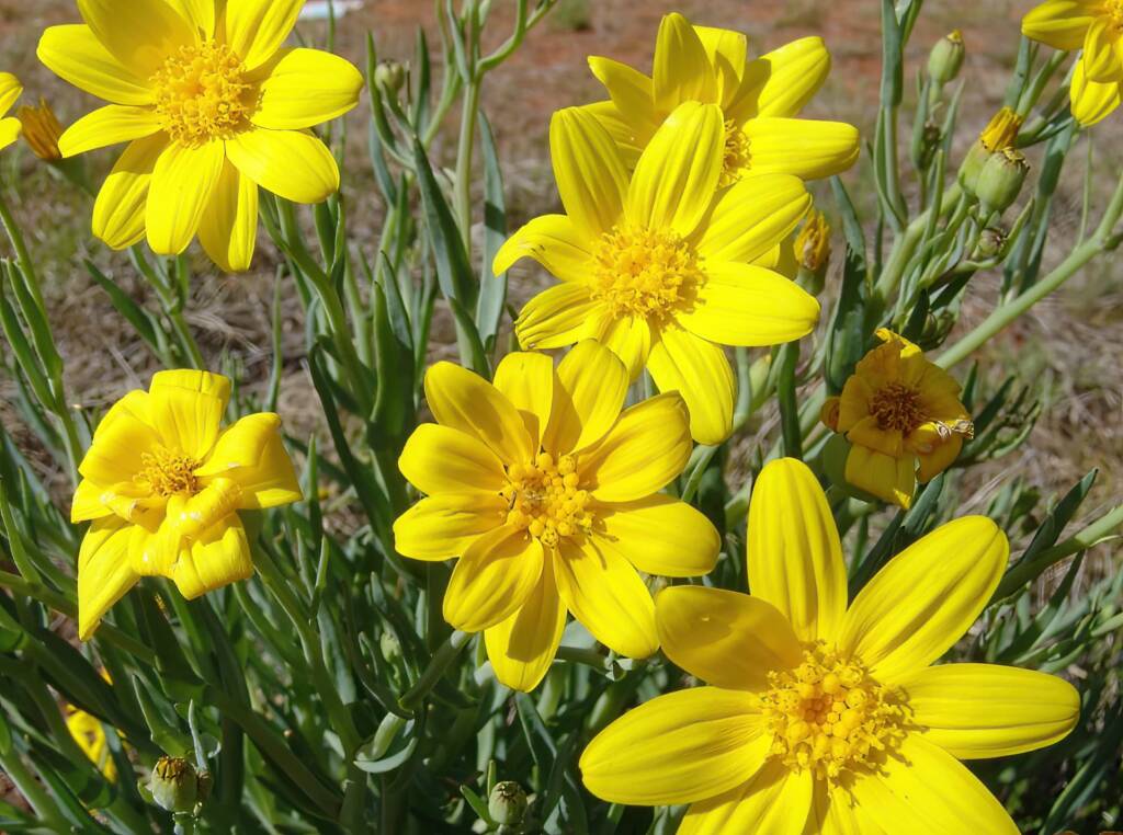 Annual Yellowtop (Senecio gregorii), Ilparpa Claypans, Alice Springs NT