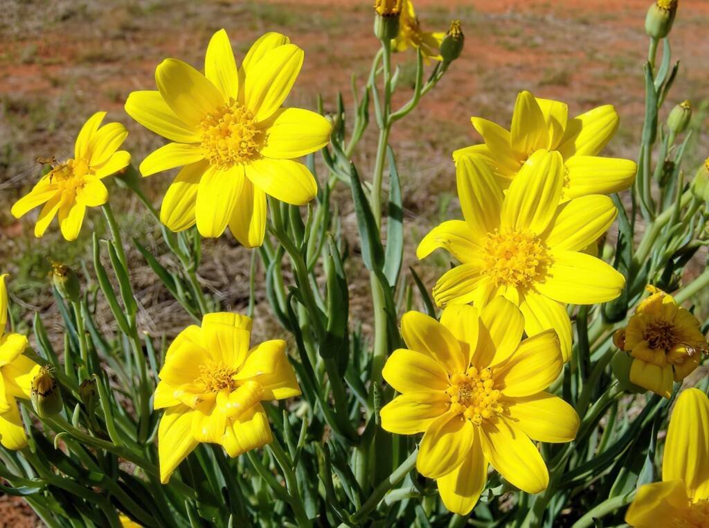 Annual Yellowtop (Senecio gregorii), Ilparpa Claypans, Alice Springs NT
