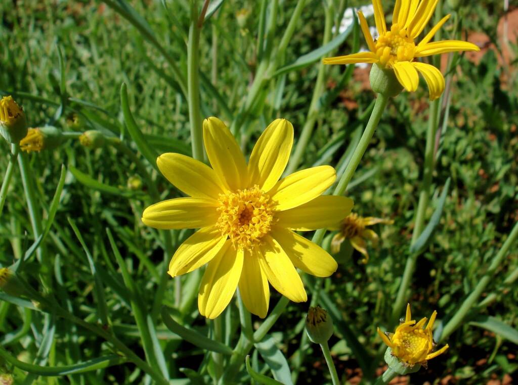 Annual Yellowtop (Senecio gregorii), Alice Springs NT