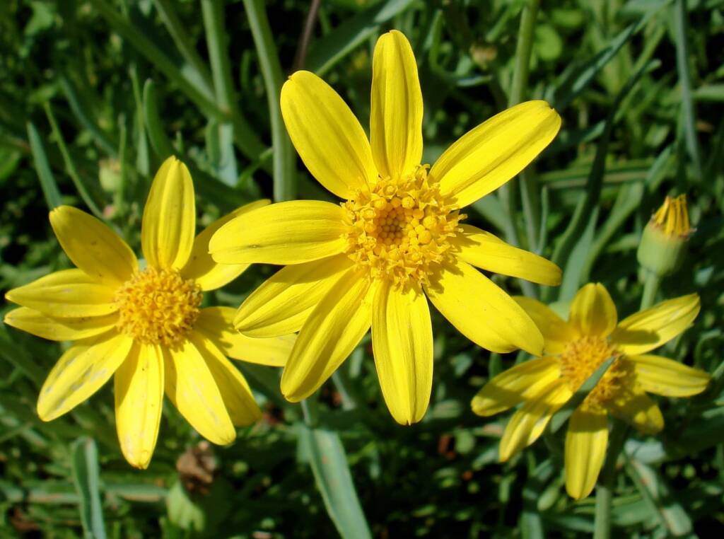 Annual Yellowtop (Senecio gregorii), Alice Springs NT