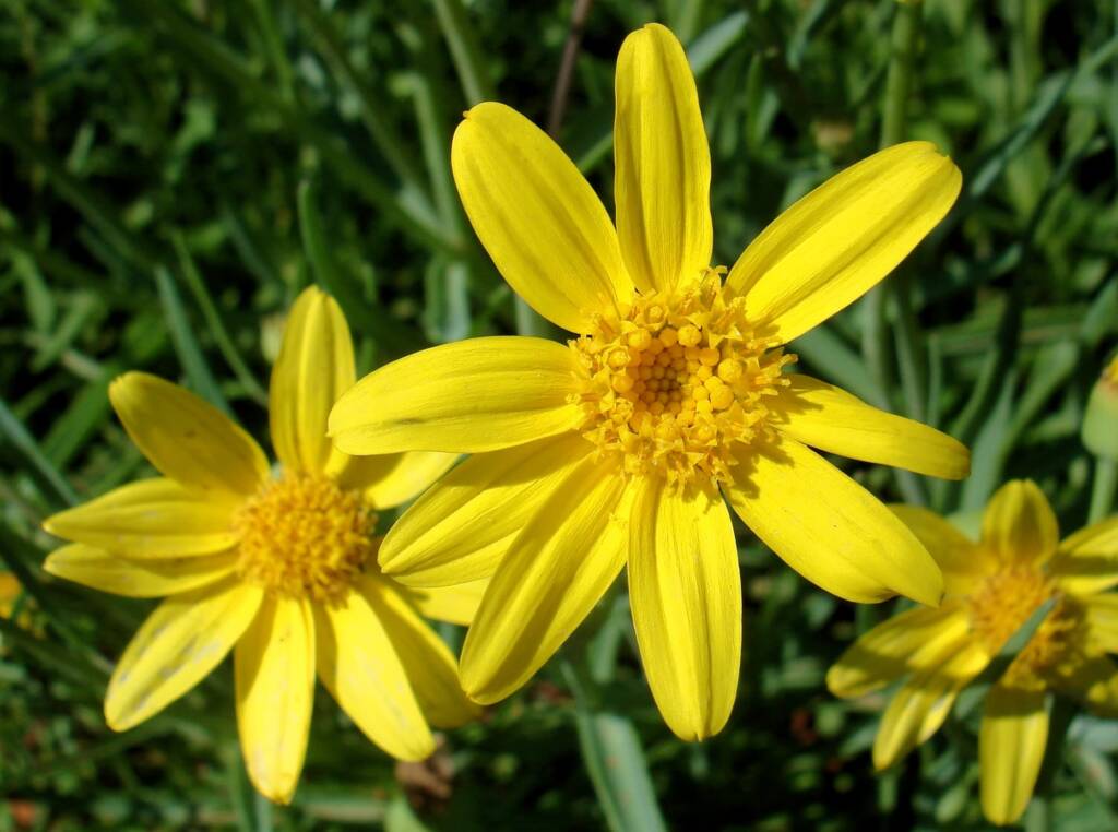 Annual Yellowtop (Senecio gregorii), Alice Springs NT