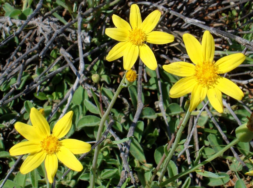 Annual Yellowtop (Senecio gregorii), Alice Springs NT