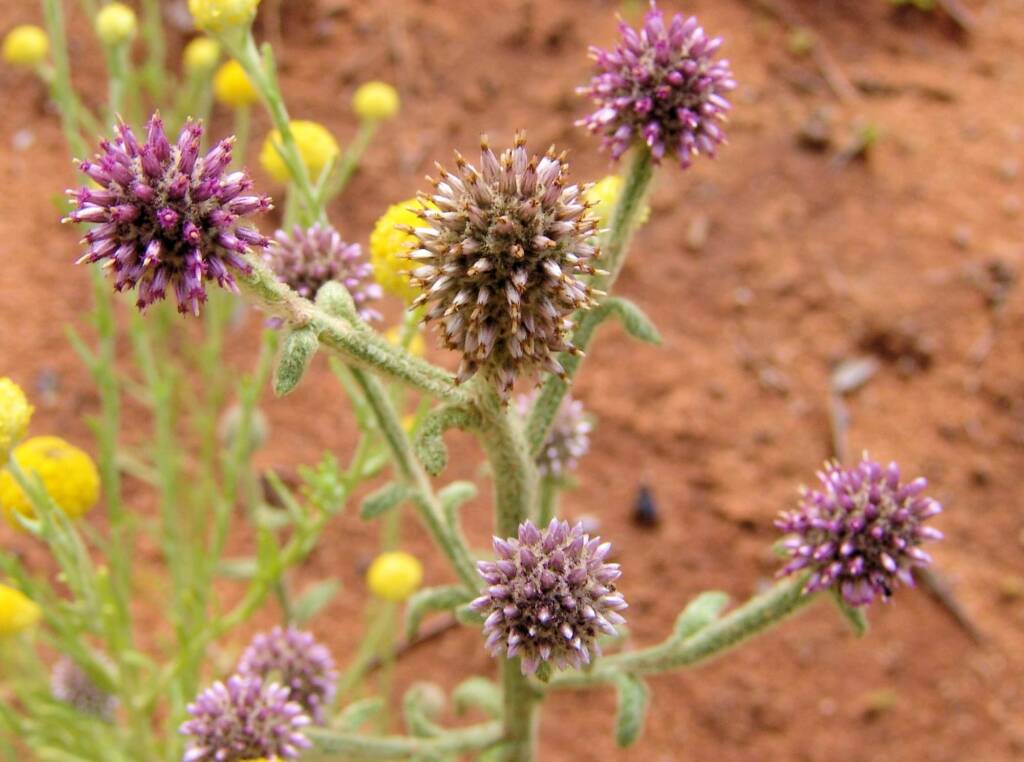Apple Bush (Pterocaulon sphacelatum), Ilparpa Claypans NT