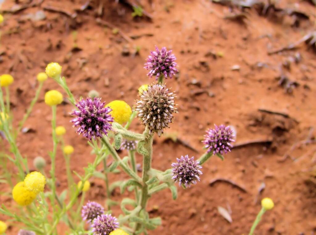 Apple Bush (Pterocaulon sphacelatum), Ilparpa Claypans NT