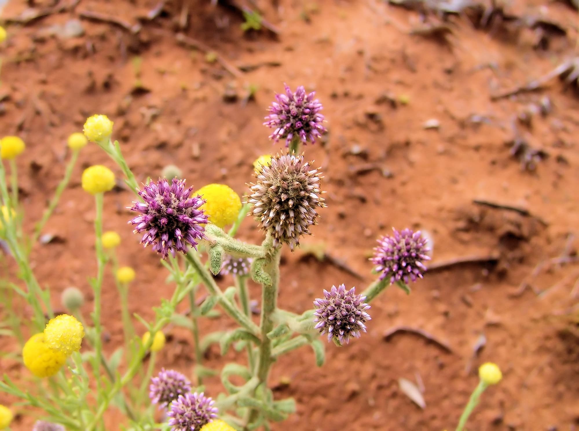 Apple Bush (Pterocaulon sphacelatum), Ilparpa Claypans NT