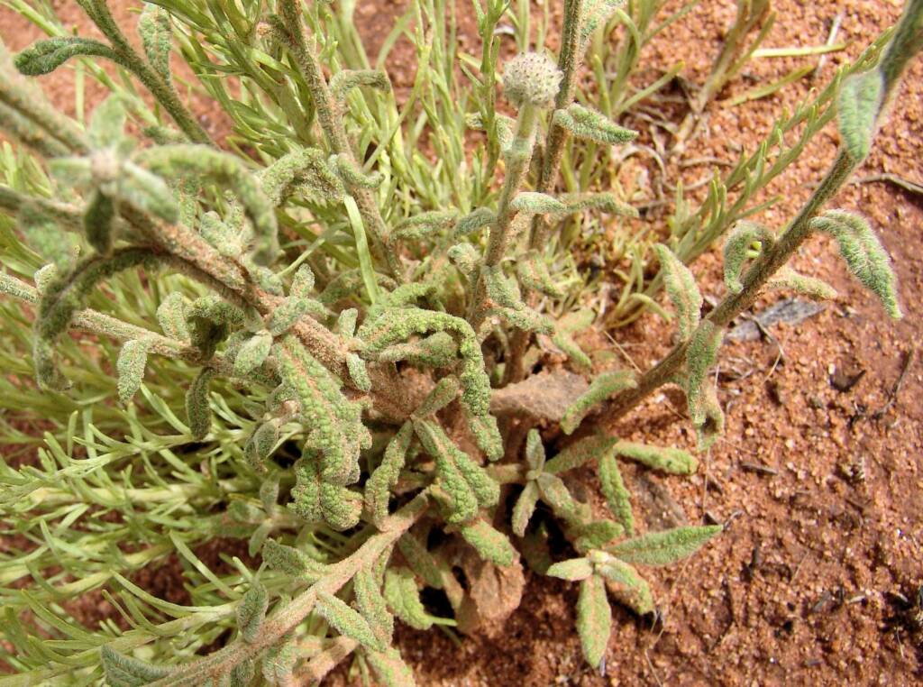 Apple Bush (Pterocaulon sphacelatum), Ilparpa Claypans NT