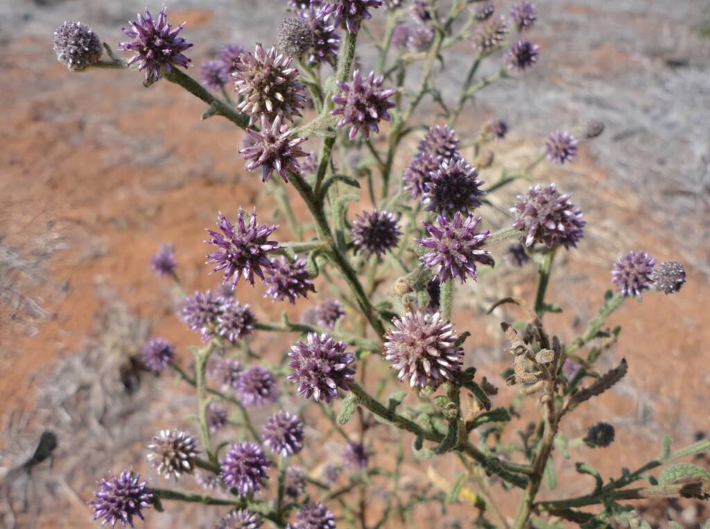 Apple Bush (Pterocaulon sphacelatum), Alice Springs, NT
