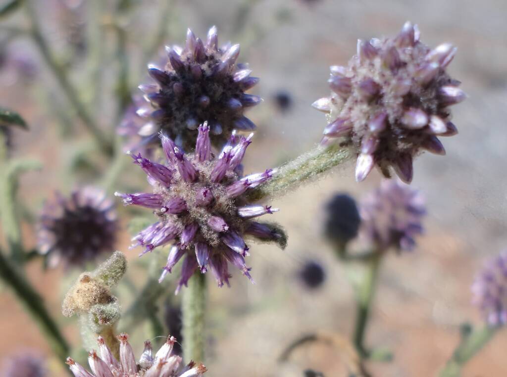 Apple Bush (Pterocaulon sphacelatum), Alice Springs, NT
