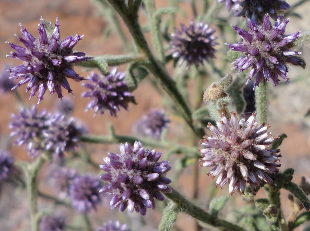 Apple Bush (Pterocaulon sphacelatum), Alice Springs, NT